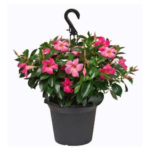1.2 Gal (#10) Hanging Basket Dipladenia Flowering Annual Shrub with Assorted Colored Blooms