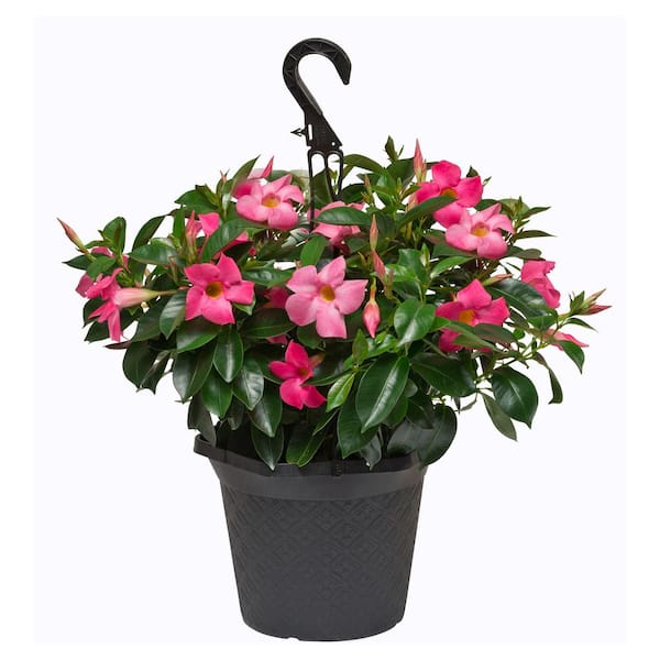 Rio 1.2 Gal (#10) Hanging Basket Dipladenia Flowering Annual Shrub with Red, Pink, and White Blooms-Autumn