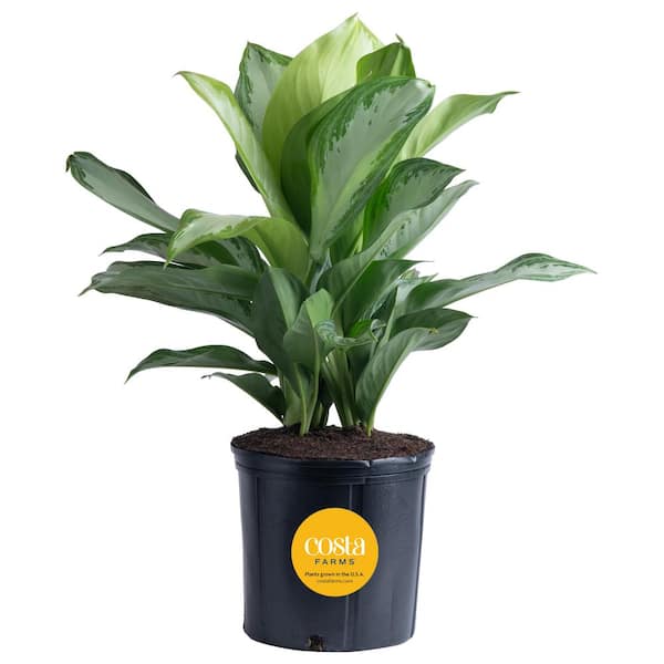 Costa Farms Aglaonema Silver Bay Indoor Plant in 9.25 in. Grower Pot, Avg. Shipping Height 2-3 ft. Tall