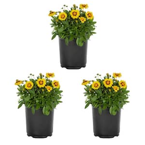 2 QT. Coreopsis Tickseed Yellow Perennial Plant (3-Pack)