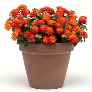 2.5 in. Lucky Red Bloom Lantana Plant (3-Piece)