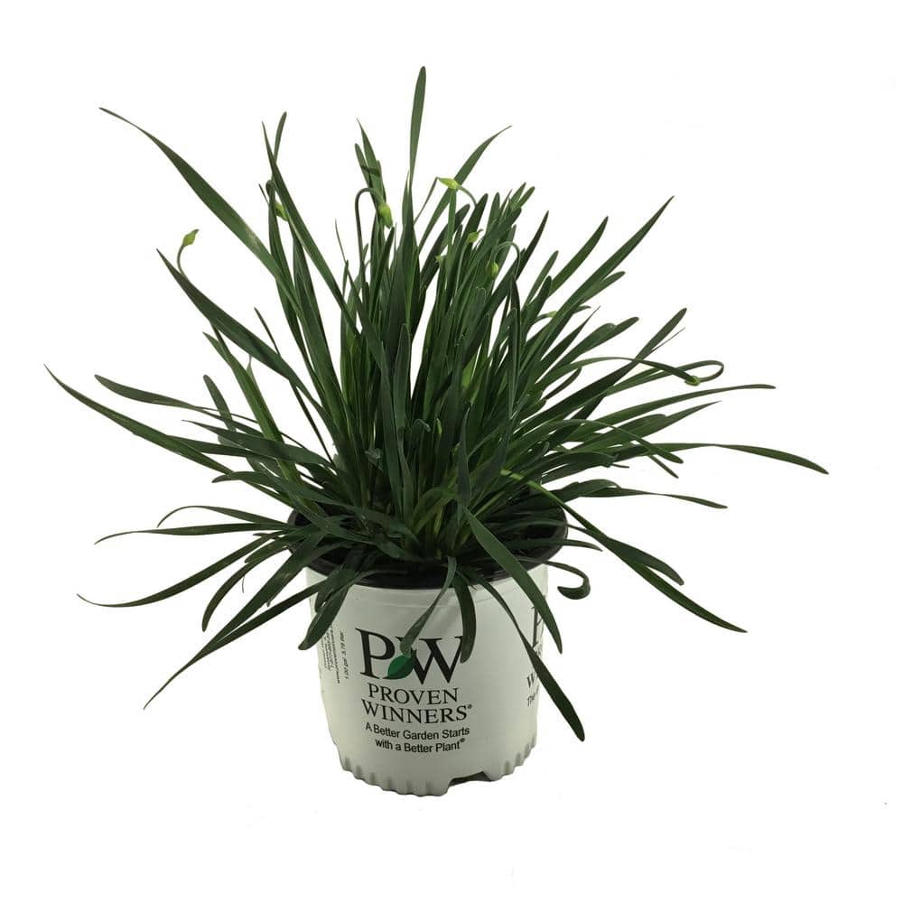 Plants That Work 1 Gal. Allium Serendipity Plant with Purple