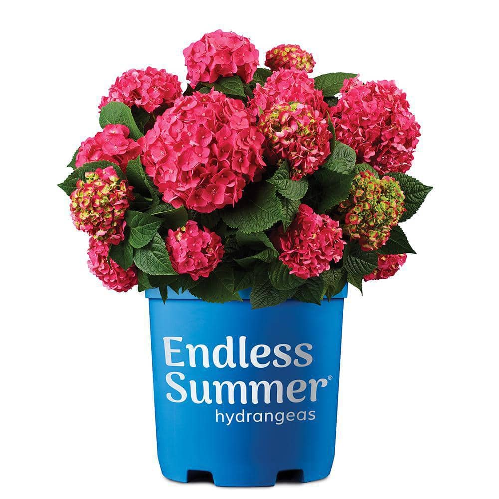 2 Gal. Summer Crush Reblooming Hydrangea Flowering Shrubs with Raspberry Re