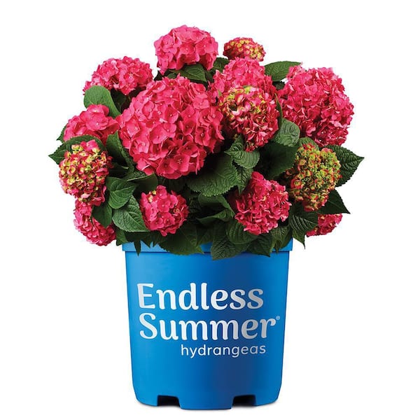 Endless Summer 2 Gal. Summer Crush Hydrangea Flowering Live Shrub with Pink Flowers