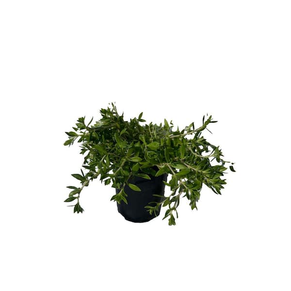 Zeus & Ruta Live Sedum Gold Moss Stonecrop in Separate in Pots Pet-Safe (3-Pack)