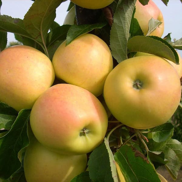 Golden Delicious apple tree: growing & harvesting - Plantura