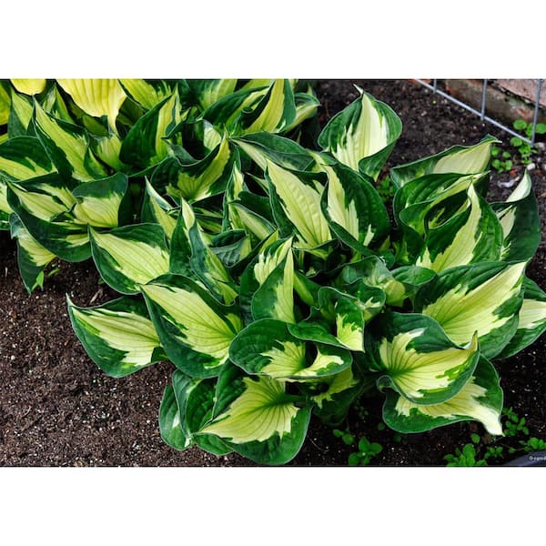 1.0 qt. Perennial Hosta Yellow Variegated (4-Pack) 1077 - The Home