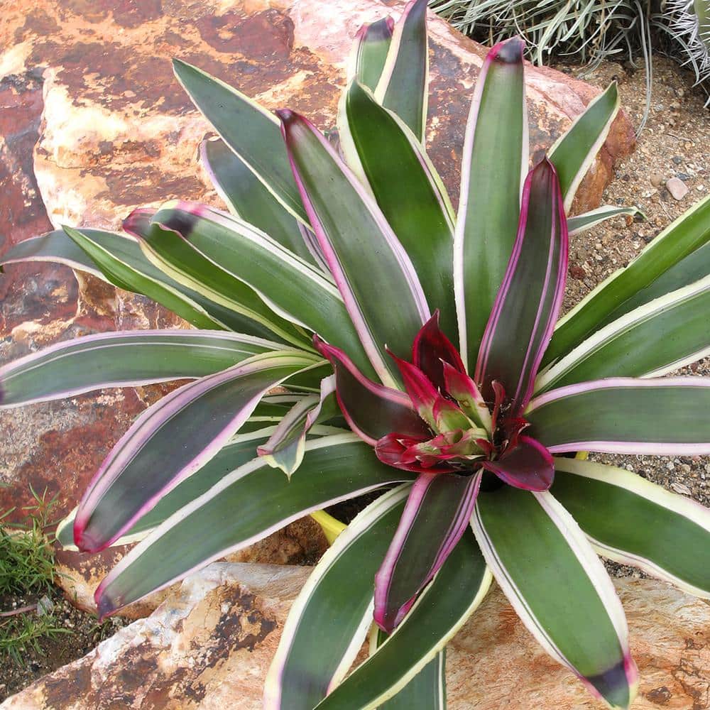 Neoregelia Raphael Variegated Green and Purple Bromeliad in Yellow Planter