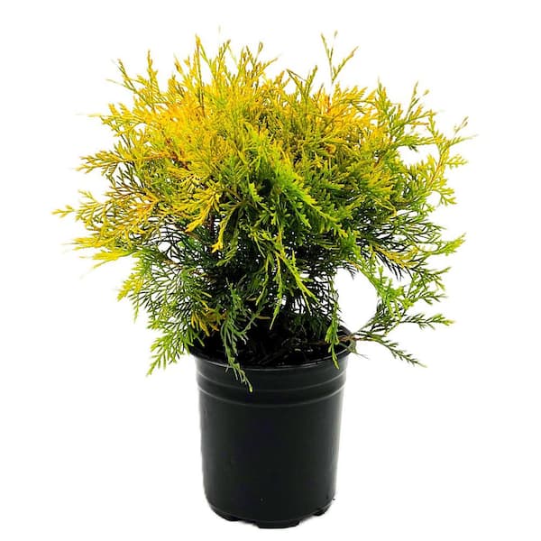 Unbranded 2.5 QT Golden Globe Arborvitae (Thuja o. Globosa Aurea) Evergreen Shrub 1-Each