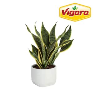 Grower's Choice Sansevieria Indoor Snake Plant in 6 in. White Decor Planter, Avg. Shipping Height 1-2 ft. Tall