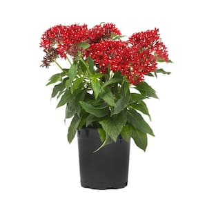 Red Pentas Star Flower Outdoor Garden Landscaping Perennial Plant in 2.5 qt. Grower Pot