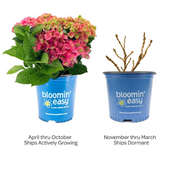 Hydrangea4937　1202 Litchfield Short Blue Hydrangeas – Dizzy-Lizzie
