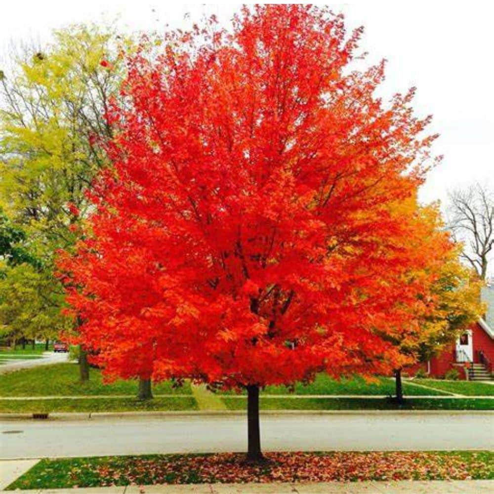 5 Gal. Sunset Red Maple Shade Tree MAPSUN05G - The Home Depot