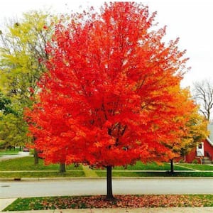 5 Gal. Sunset Red Maple Shade Tree