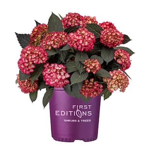 2 Gal. Eclipse Hydrangea Shrub with Cranberry Flowers