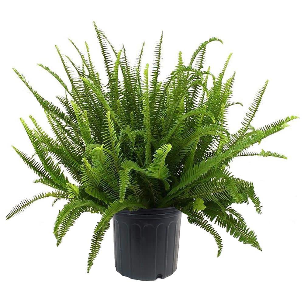 10 in. Kimberly Queen Fern Plant with Green Foliage
