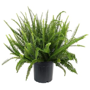 10 in. Kimberly Queen Fern Plant with Green Foliage