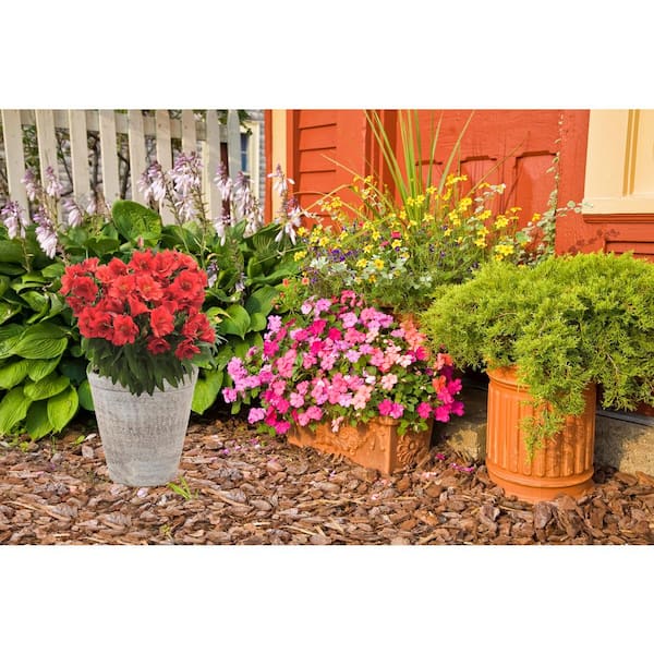 Unbranded. 2.5 qt. Alstroemeria 'Colorita Kate' Perennial Plant