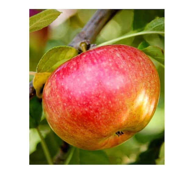 Southern Living 1 gal. McIntosh Apple Tree