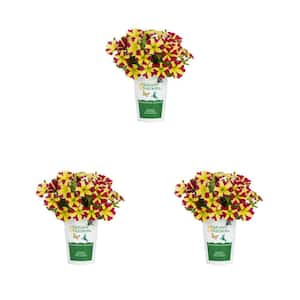 2 qt. Petunia Amore Queen of Hearts Pink and Yellow Bicolor Annual Plant (3-Pack)