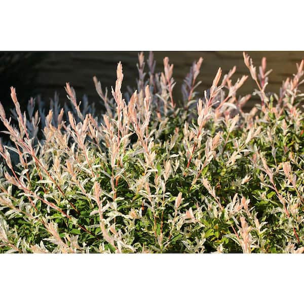 BELL NURSERY 3 Gal. Hakuro Nishiki Dappled Willow (Salix
