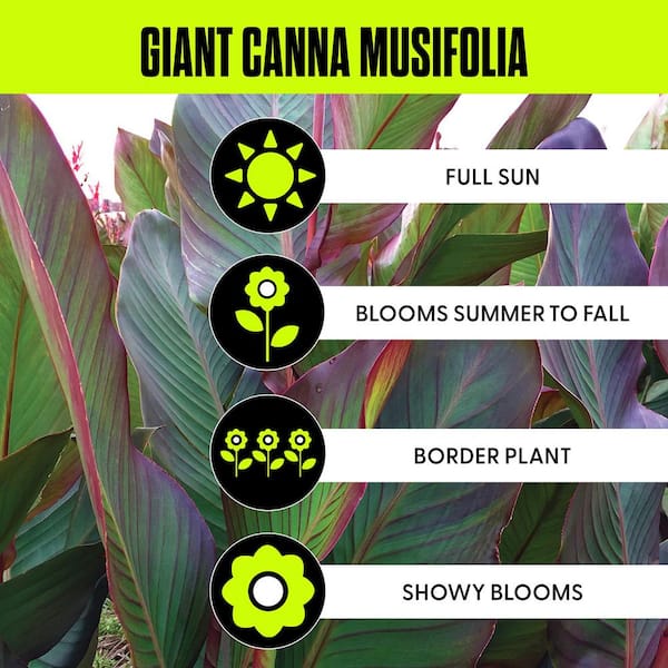Giant Cannas- World's Tallest Cannas Musifolia Bulbs (5-Set)