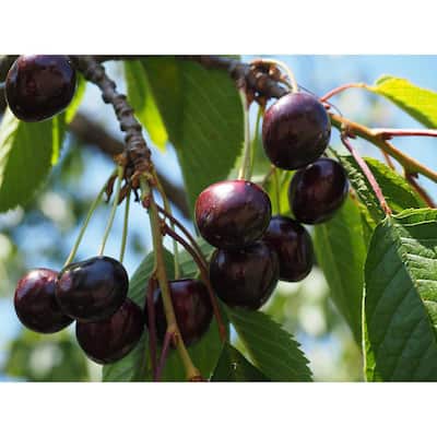 Fruit Plants Edible Garden The Home Depot