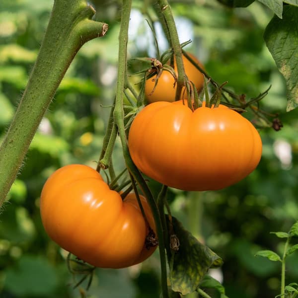 national PLANT NETWORK 2.5 in. Chef's Choice Orange Tomato Plant (3-Pack)