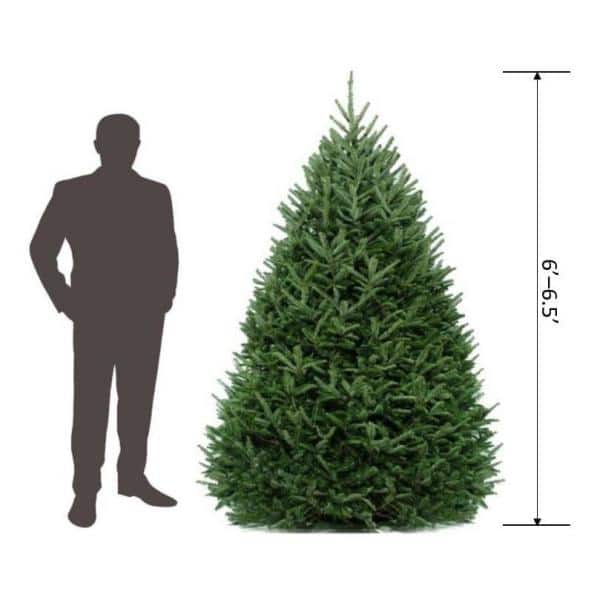 Unbranded 6 ft. to 6.5 ft. Freshly Cut Fraser Fir Live Christmas Tree