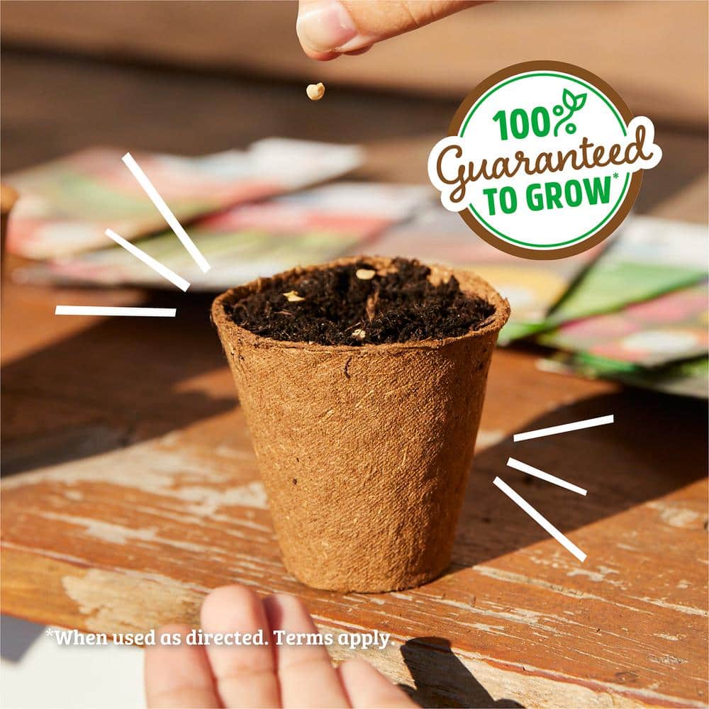 Organic Autumn Beauty Sunflower Seeds for Fall Gardens