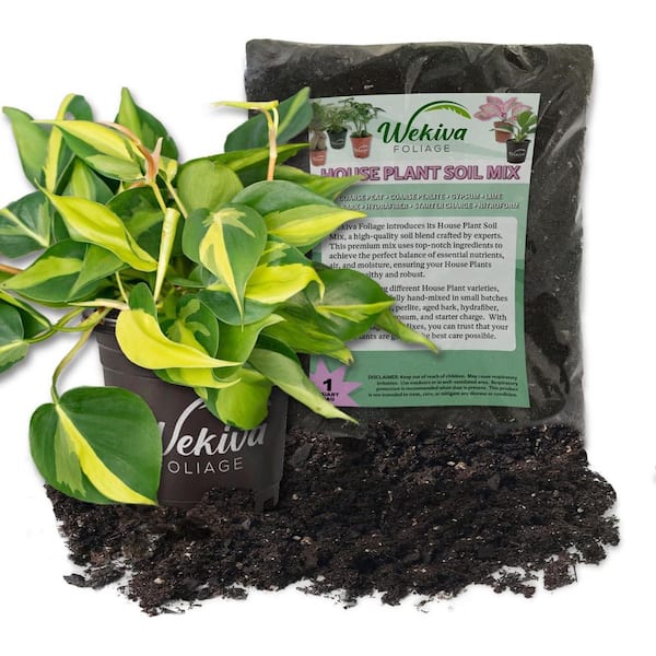 Wekiva Foliage Brasil Philodendron and Soil Mix Combo-Live Plant in a 4 in. Pot with 1 Quart HousePlant Soil Mix