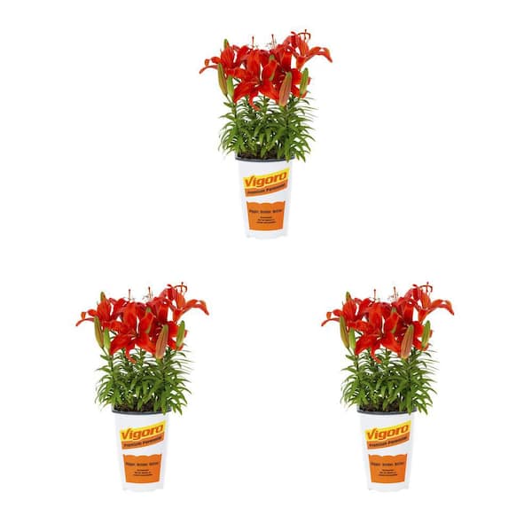 Vigoro 2 qt. Asiatic Lily Festive Joy Red Perennial Plant (3-Pack)