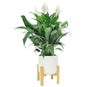 Spathiphyllum Peace Lily Plant in 6 in. White Mid Century Pot and Stand