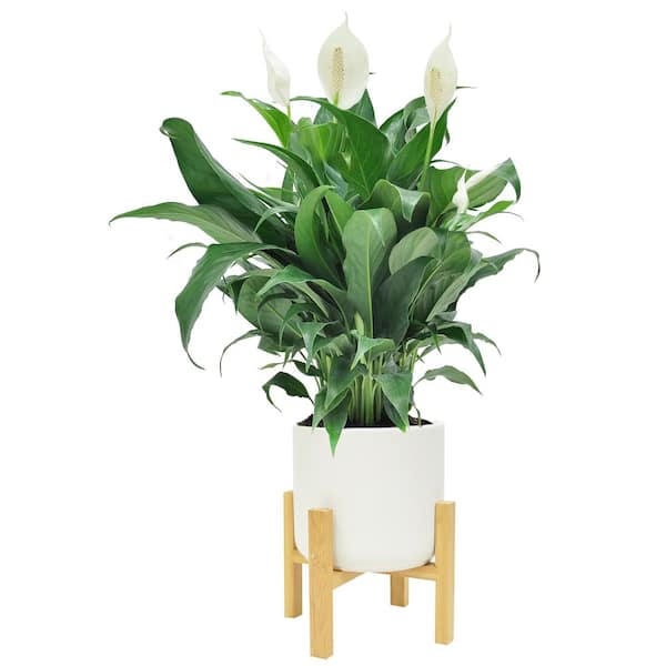 Costa Farms Spathiphyllum Peace Lily Plant in 6 in. White Mid Century Pot and Stand
