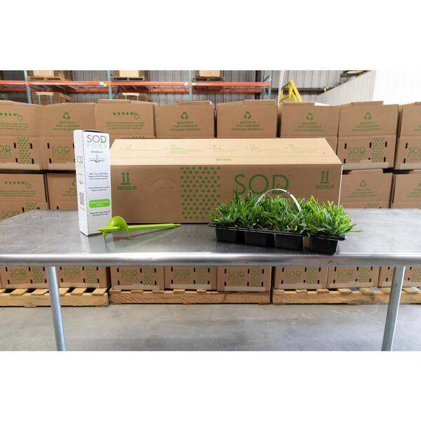 Citrablue Augustine Grass Plugs 72 Count edu.svet.gob.gt