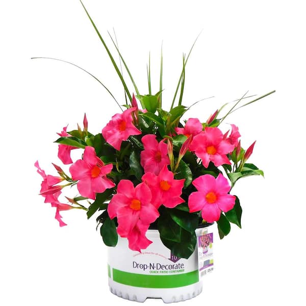 Dipladenia poisonous best sale to dogs