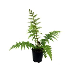 Australian Tree Fern - Live Plant in a 10 in. Growers Pot - Sphaeropteris Cooperi - Tropical Fern for The Home and Gard