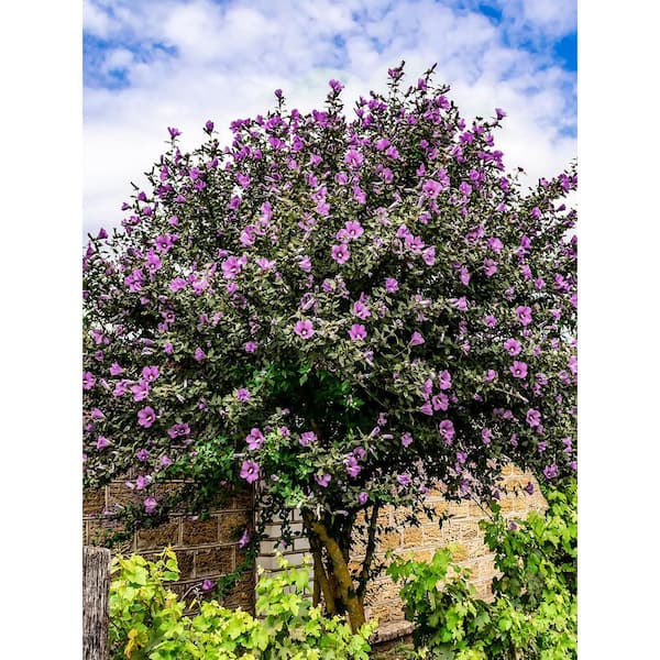 7 gal. Purple Althea, Rose of Sharon, Deciduous, Tree Form