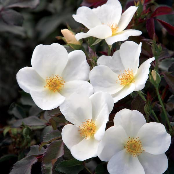 KNOCK OUT 2 Gal. White Knock Out Rose Bush with White Flowers 13215 - The Home  Depot