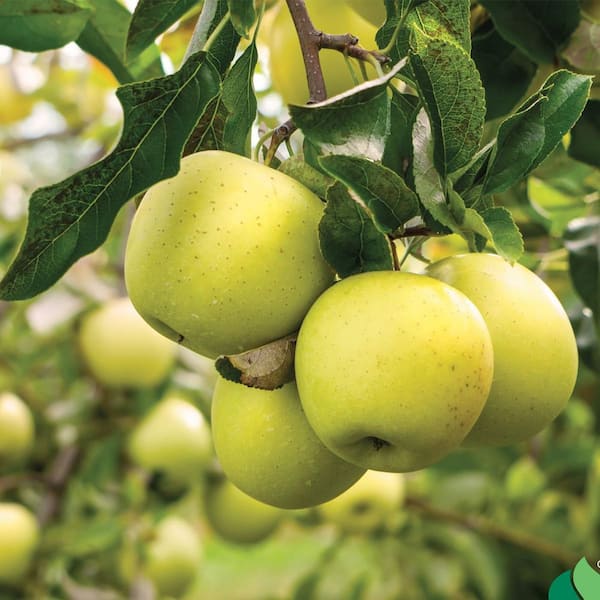 Southern Living 5 Gal. Mutsu SL. Semi Dwf Apple Tree APPMUT05GDSL