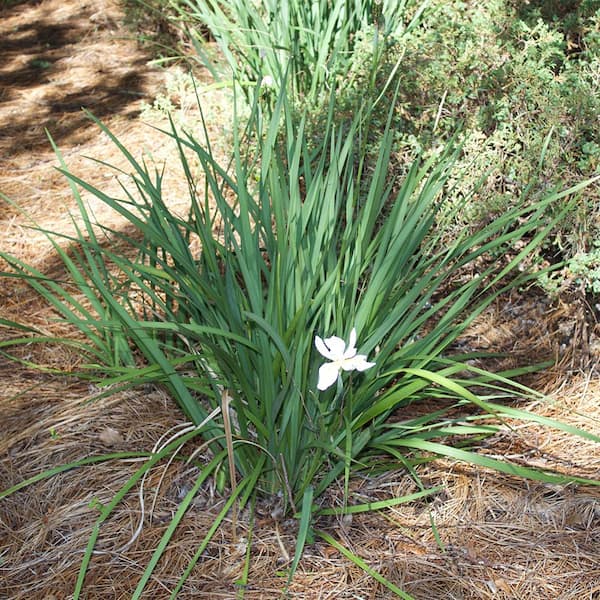 Buy 'Wave Action' Japanese Iris Online