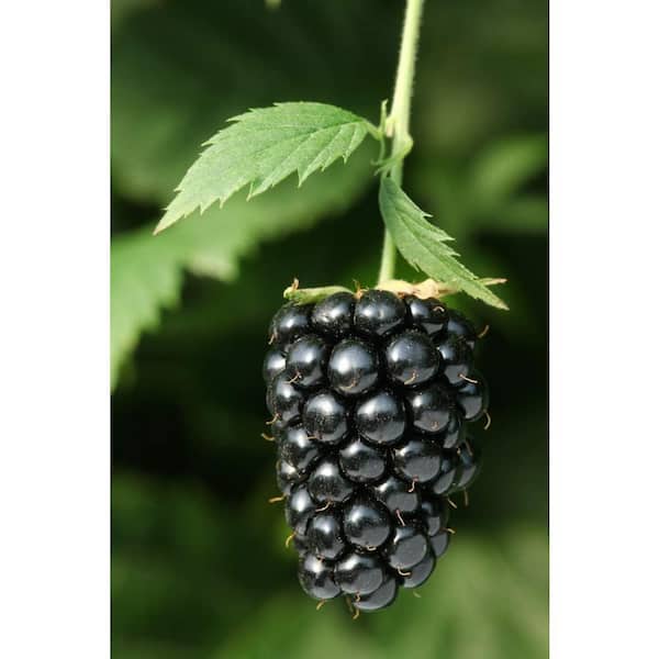 Wekiva Foliage Von BlackBerry Plant-Live Plant in a 2 in. Pot-Rubus-Fruit Trees for The Patio and Garden
