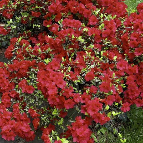 National Plant Network 2.5 Qt. Girard Crimson Azalea Plant with Red ...