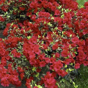 2.5 Qt. Girard Crimson Azalea Plant with Red Blooms