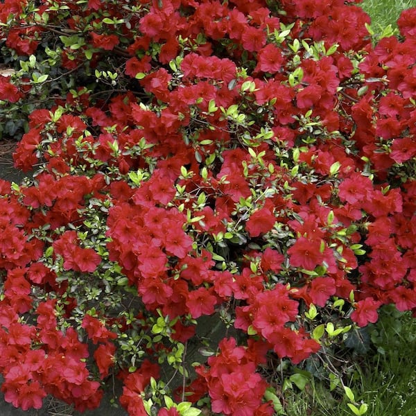 national PLANT NETWORK 2.5 Qt. Girard Crimson Azalea Plant with Red Blooms