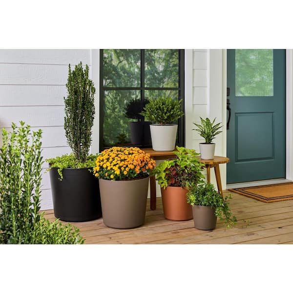 hanging plant fern Boston Fern