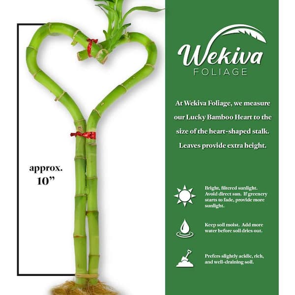 Wekiva Foliage Lucky Indoor Bamboo Heart-Live Plant-Ships Bare Root-10 in.  Tall Heart Shaped Stalk-Feng-Shui Houseplants LuckHeart10x1 - The Home Depot
