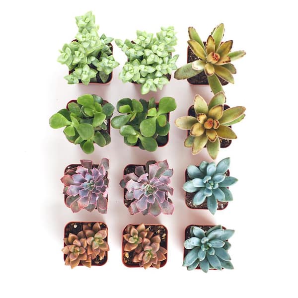 Shop Succulents 2 in. Assorted Succulent (Collection of 12)