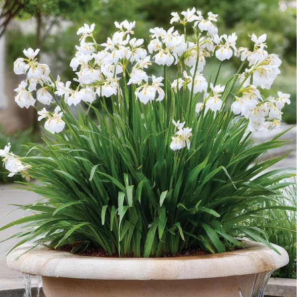 NATURE'S WAY FARMS 1.72 Gal. White African Iris Flowering