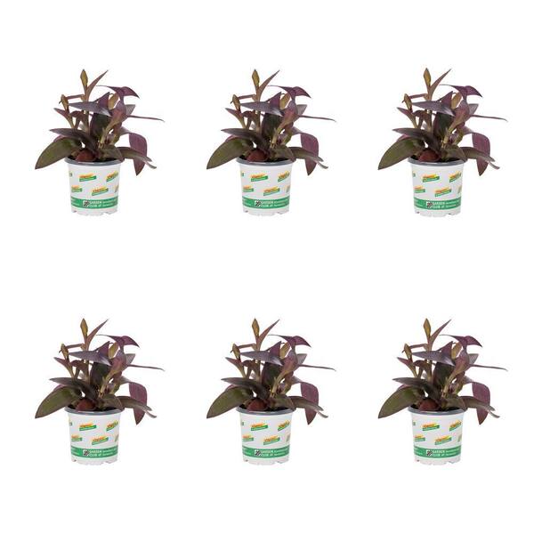Vigoro 1 Pt. Accent Setcreasea Purple Heart Purple Annual Plant (6-Pack)